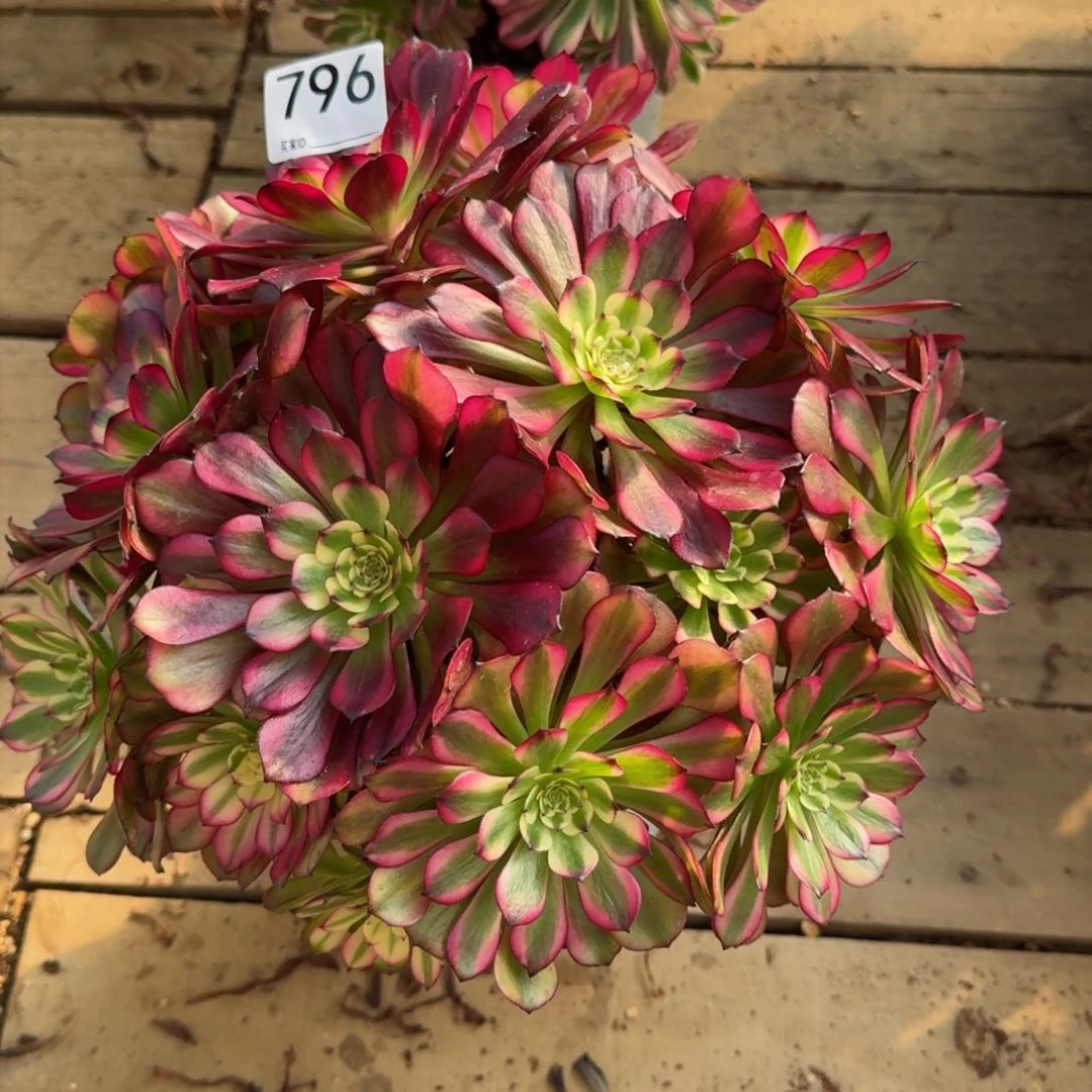 【闪购商品】796多肉