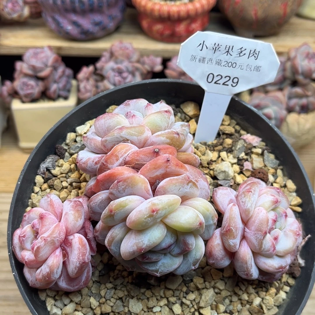 绿底紫心229/14cm4头