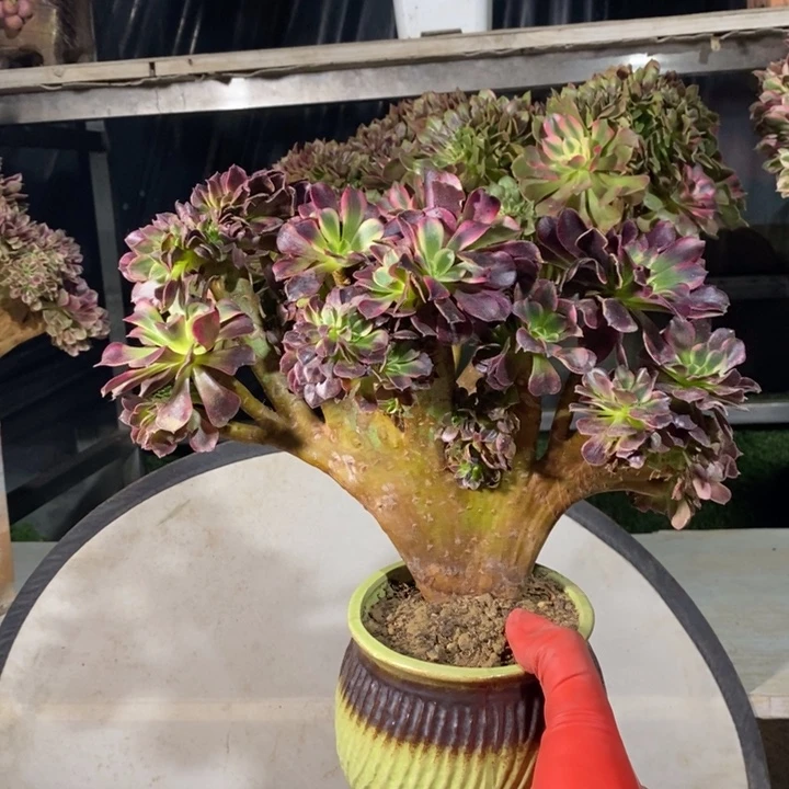 美杜莎自然朵朵缀