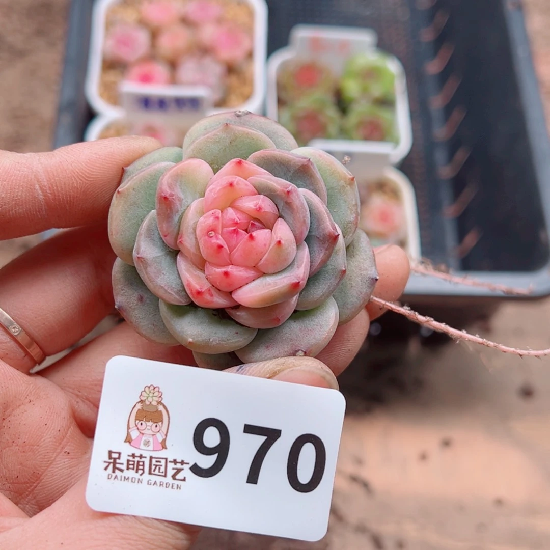 多肉植物多肉植物