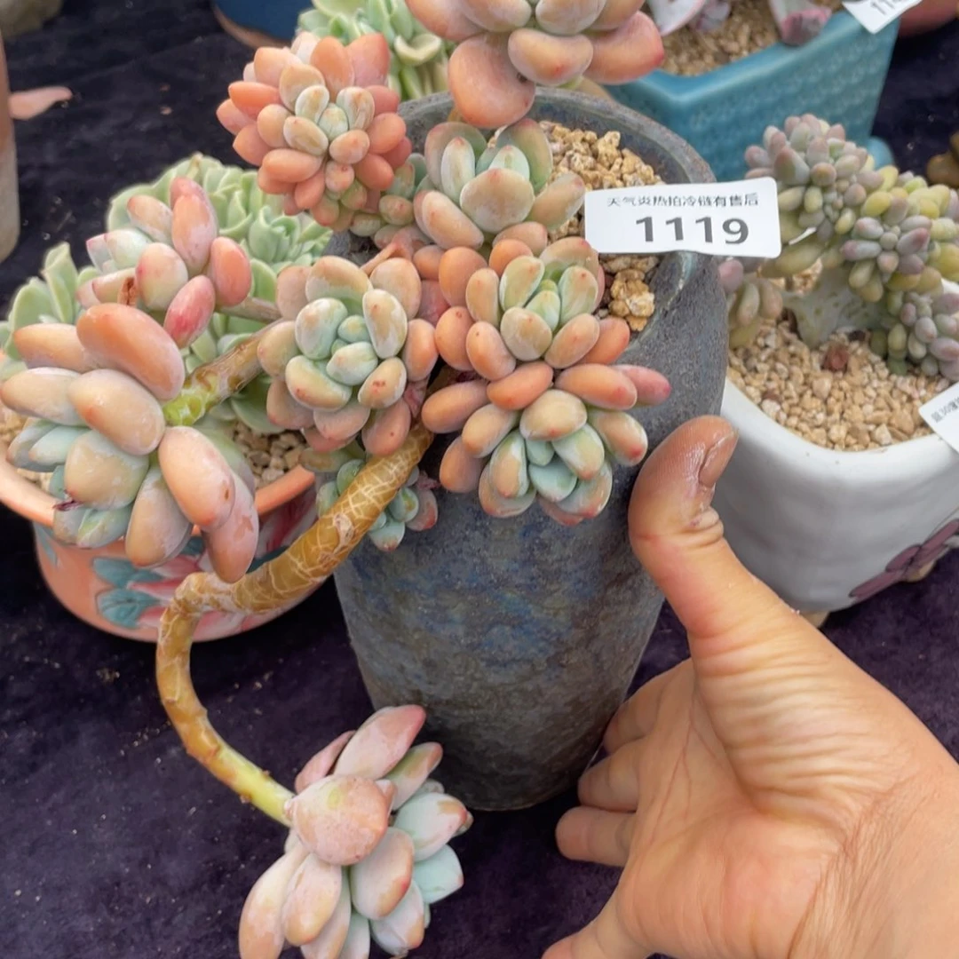 艳*1119洛神群生多肉植物老桩
