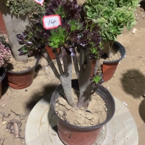 黑法师缀一物一拍