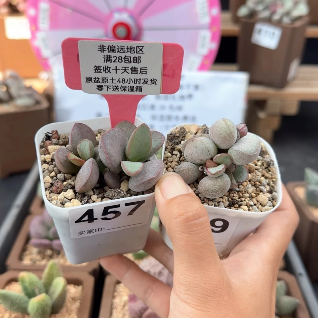 457红边白蛋硬叶白蛋