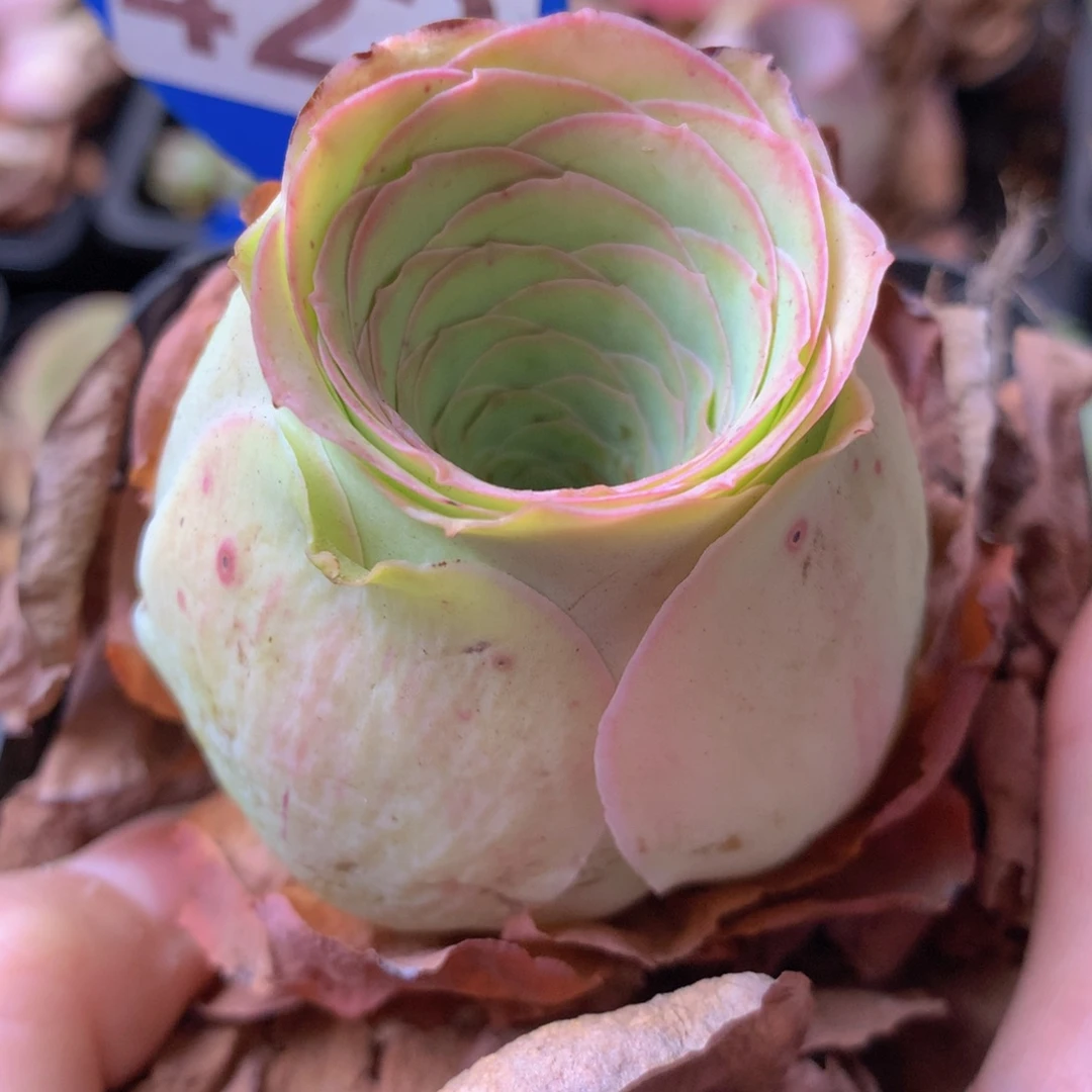 一物一拍星辰福利422