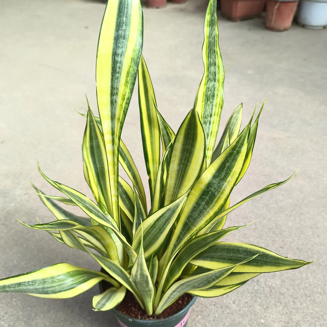 水月兰稀有品种带盆带土基地直发室内卧室除甲醛净化空气新款