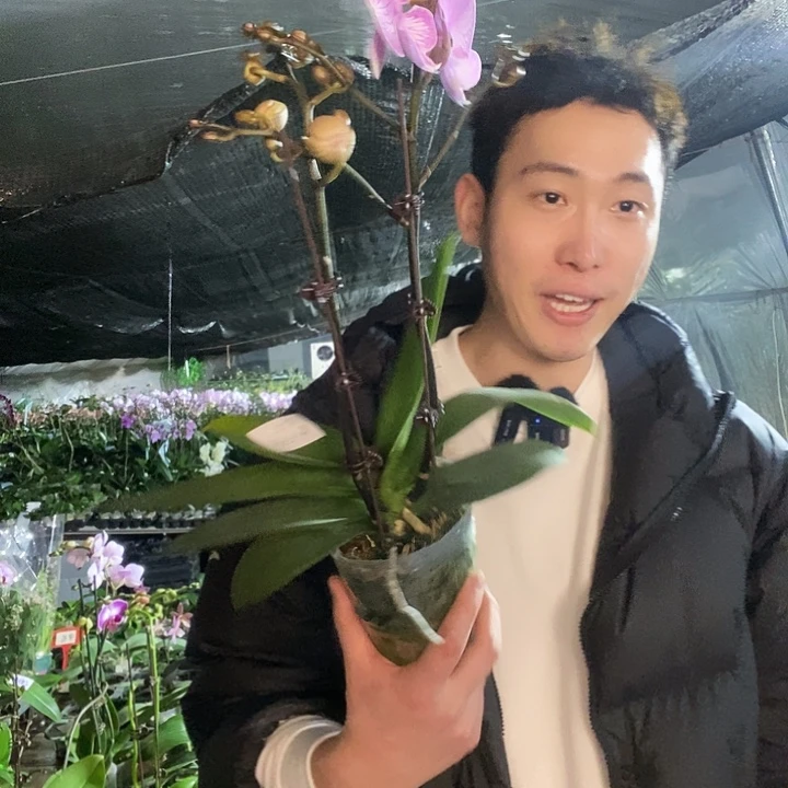 无花朵朗布隆蝴蝶兰