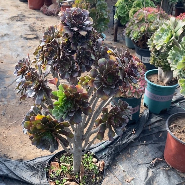 灰法多肉植物107。