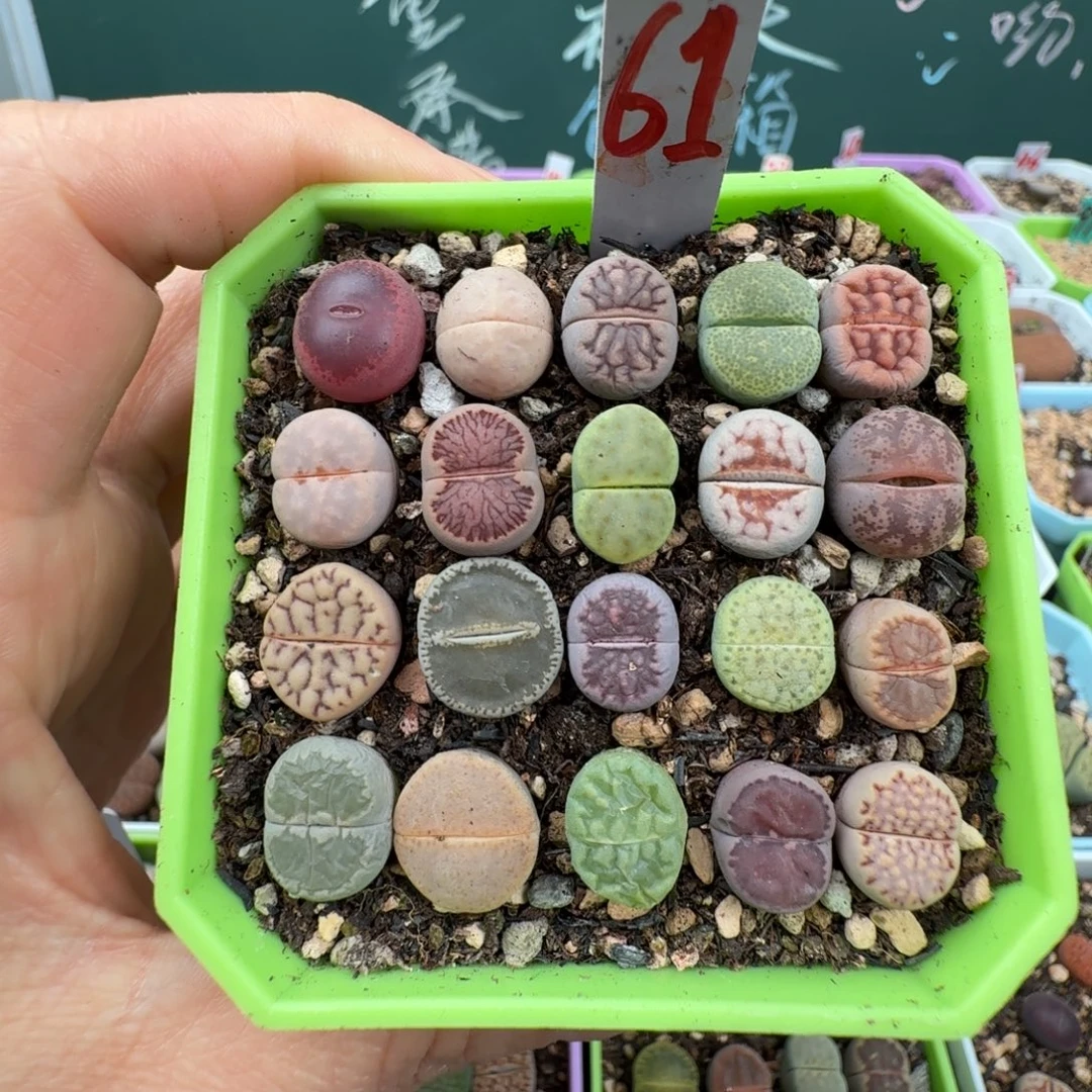 特价彩拼带盆土 61