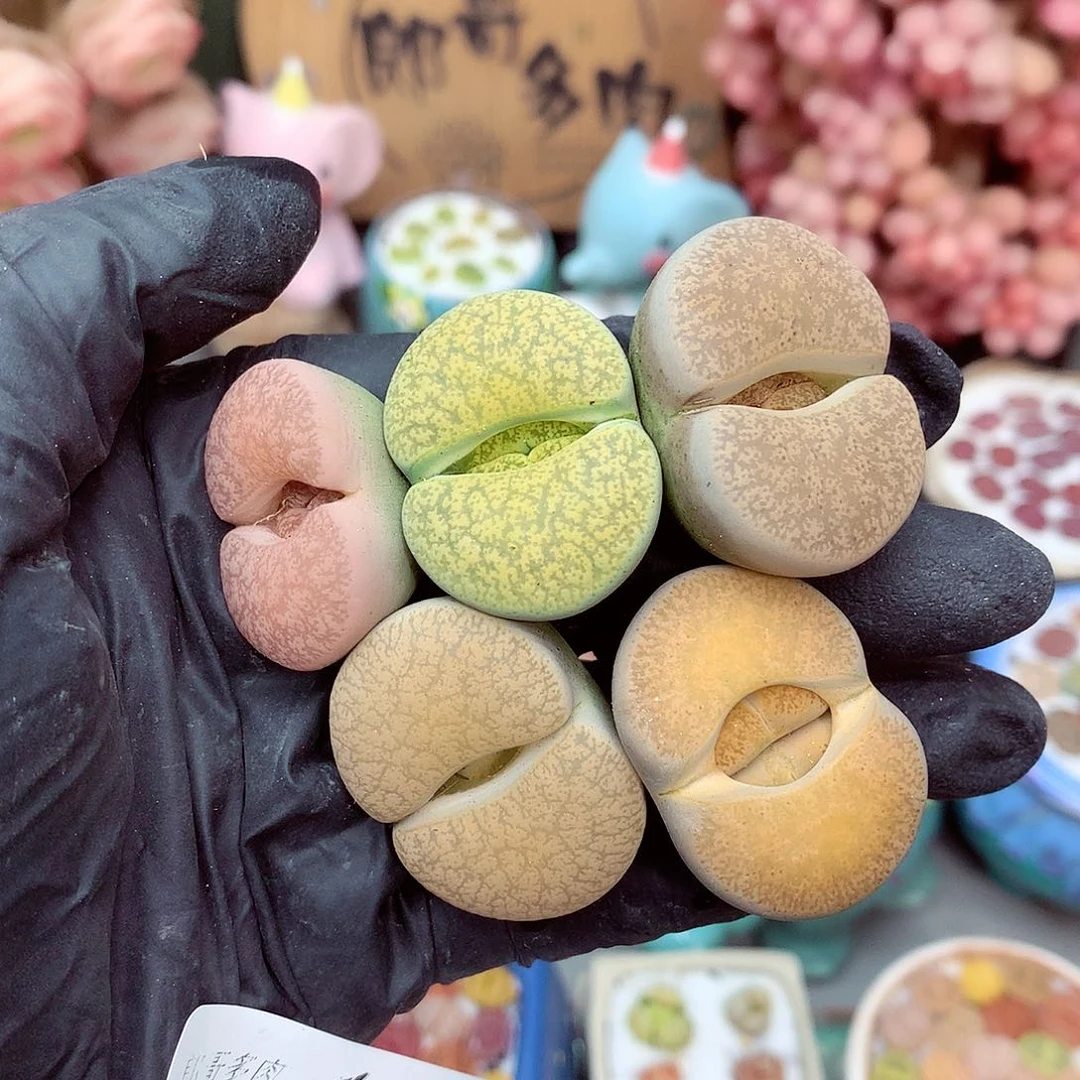 生石花满18包邮8-16
