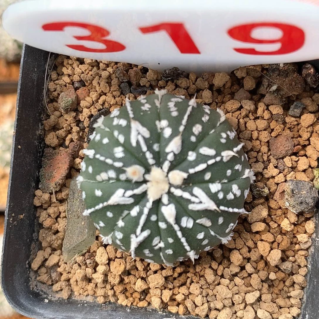 319v兜系列产品福利来