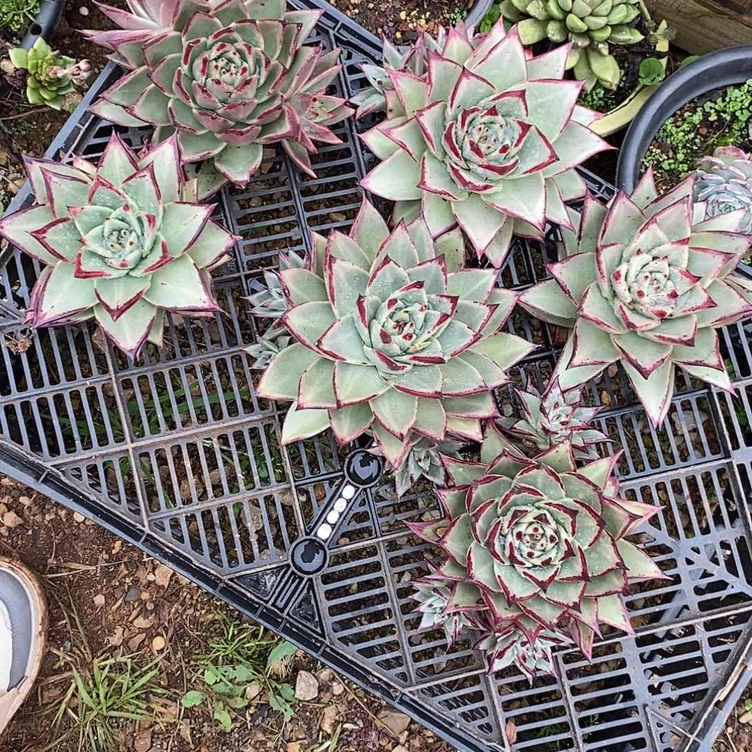 多肉植物福利乌木