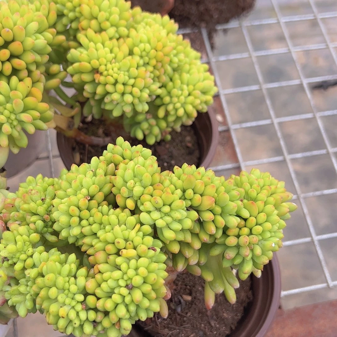 两盆春萌缀 多肉植物