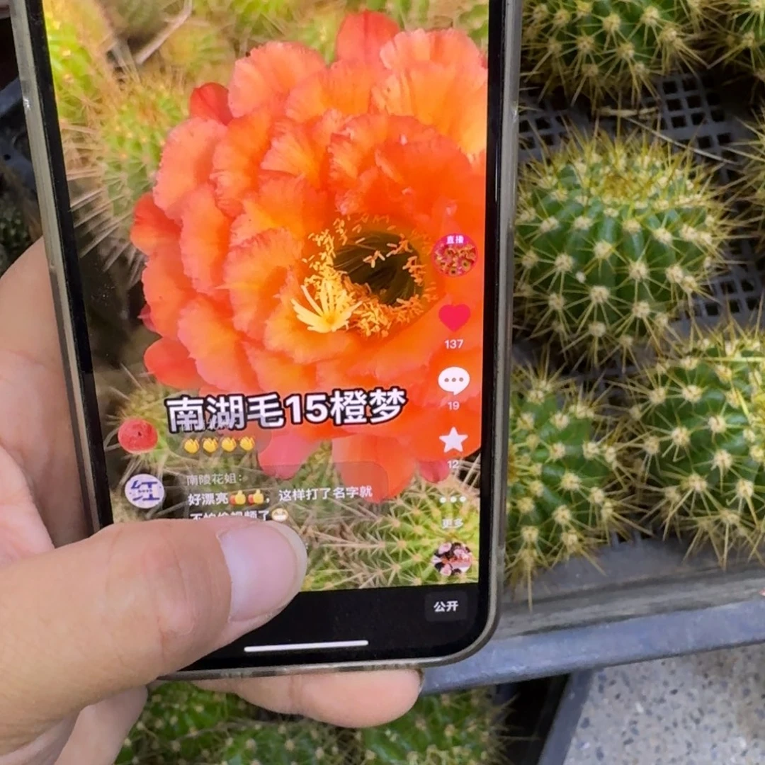 343毛橙梦歪无根侧牙5公分左右，20包邮