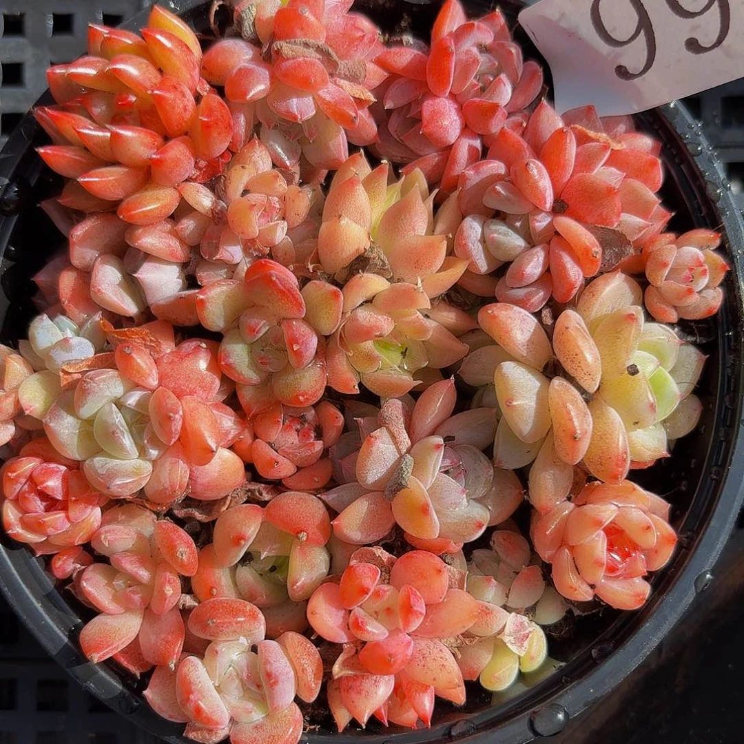 多肉植物多肉植物666