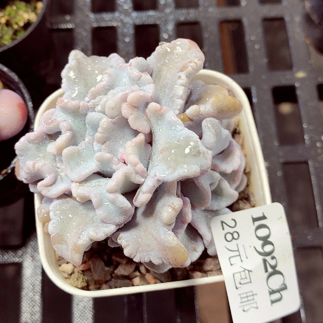 5厘米盆精控多肉1092