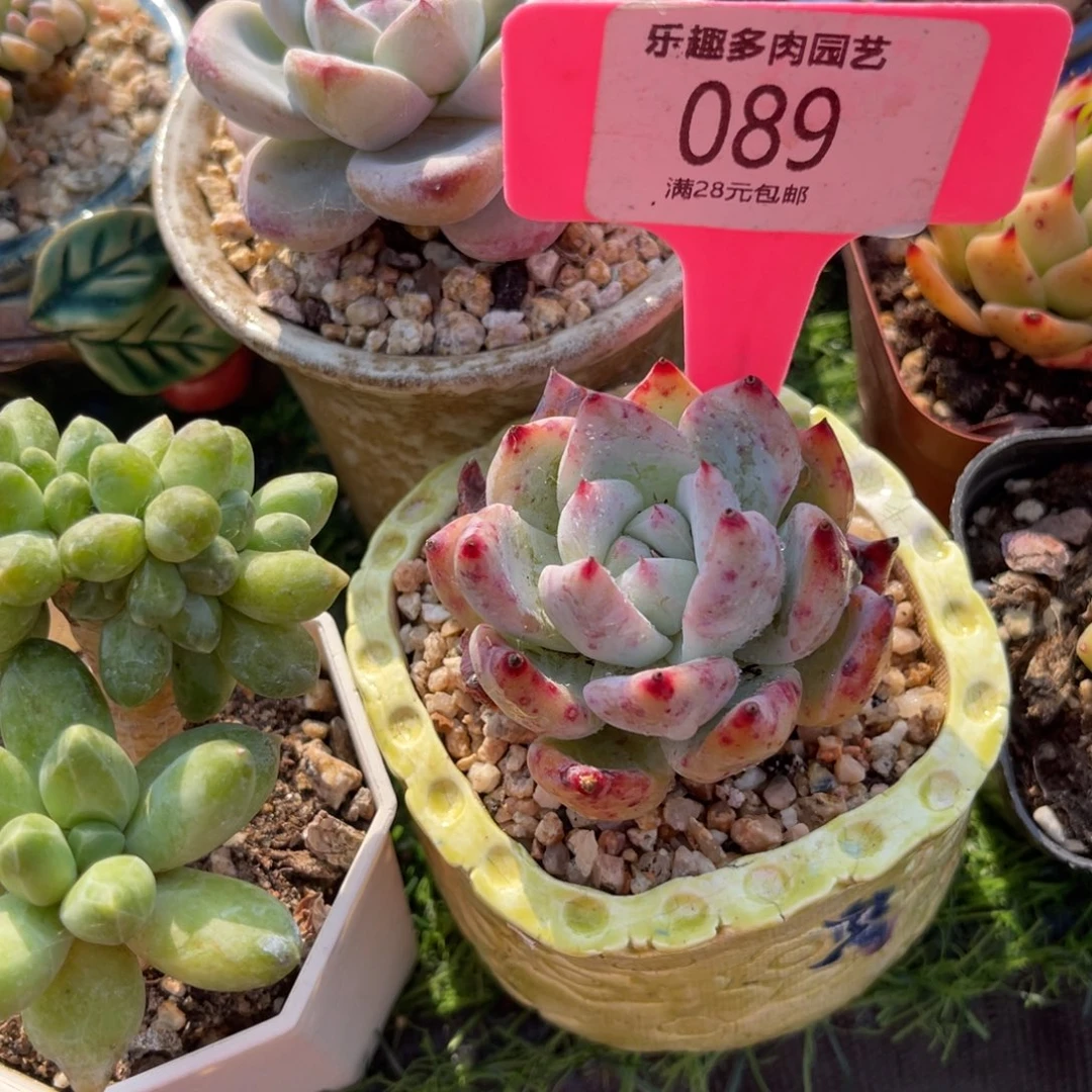 快**檬多肉植物一物一拍补差价