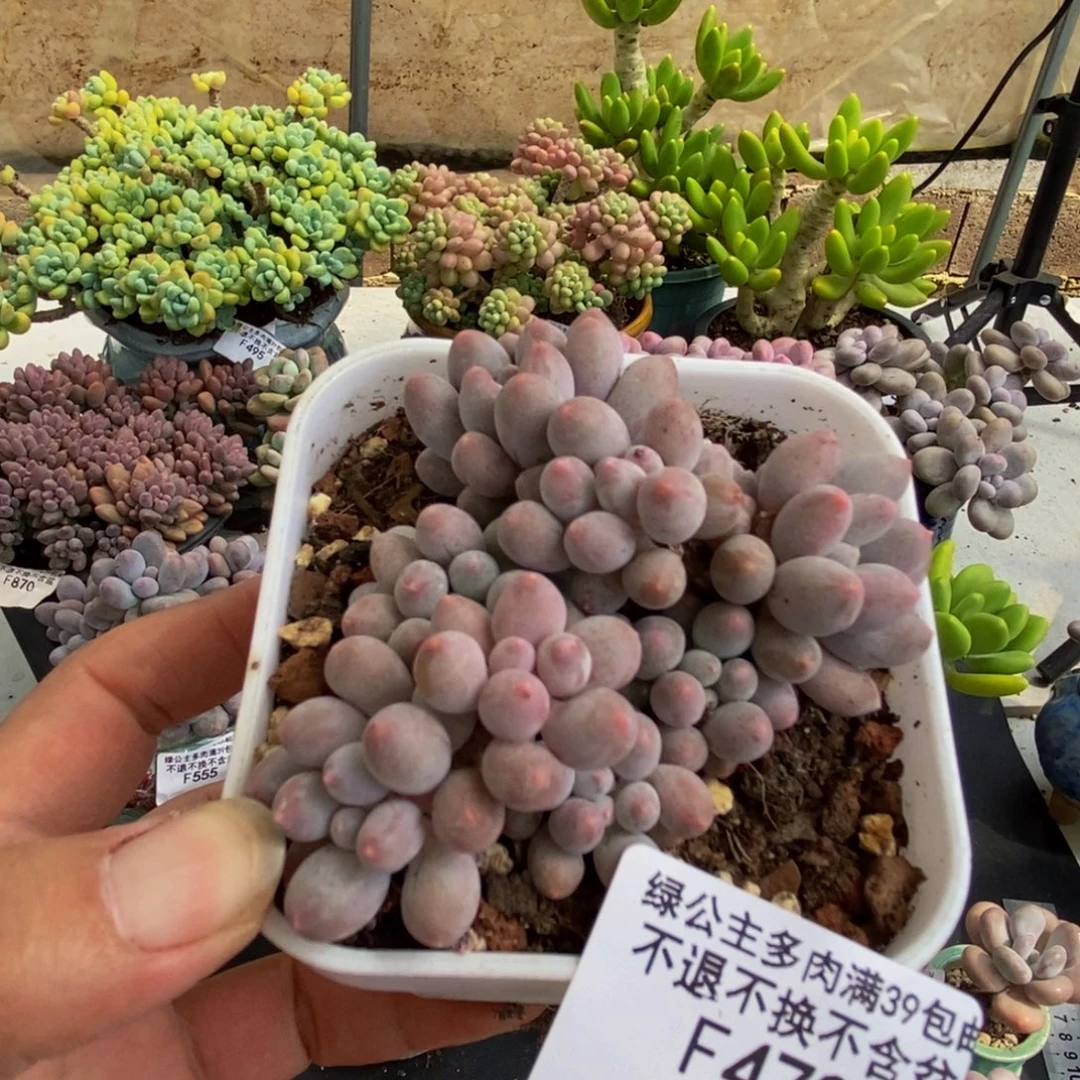 472婴儿手指7cm多肉