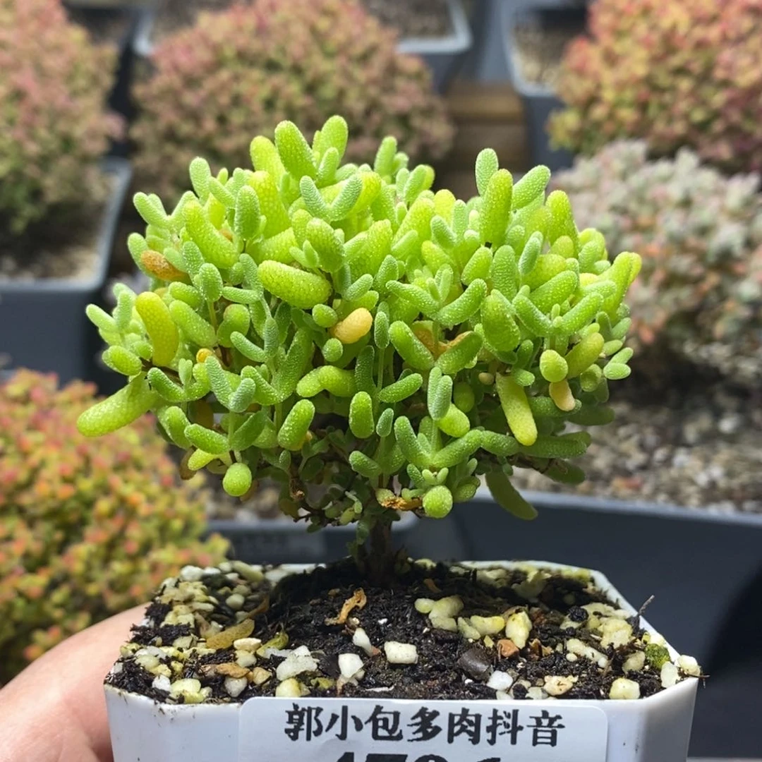 蜜橘糖球4796年后发货