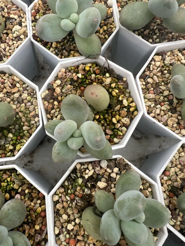 多肉奶酪植物 一物一拍黄金鸡蛋 彩虹奶 芒果奶 满30包邮