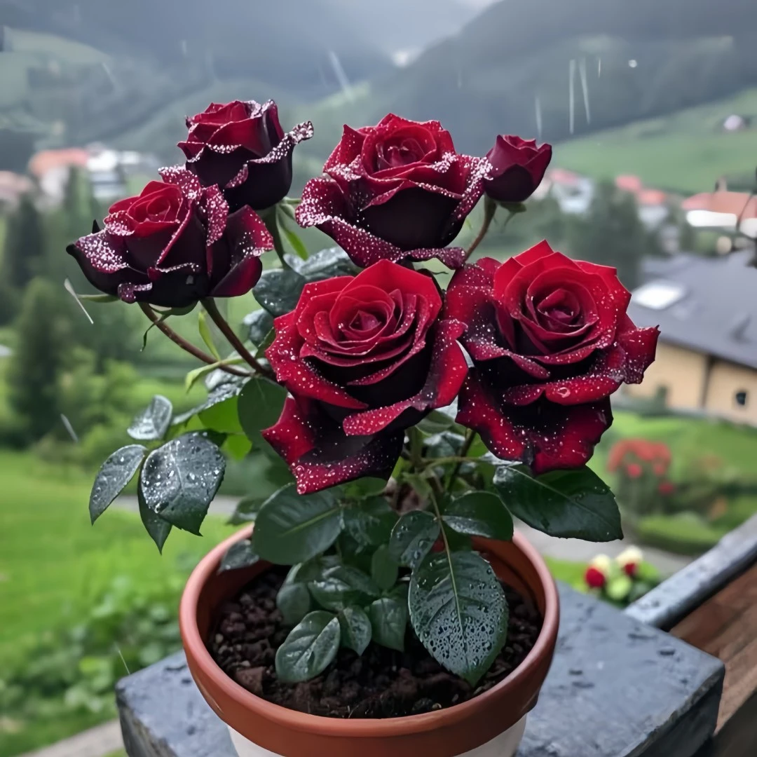 稀有玫瑰品种绿植浓香特大花室内外盆栽阳台四季开花花卉好养易活