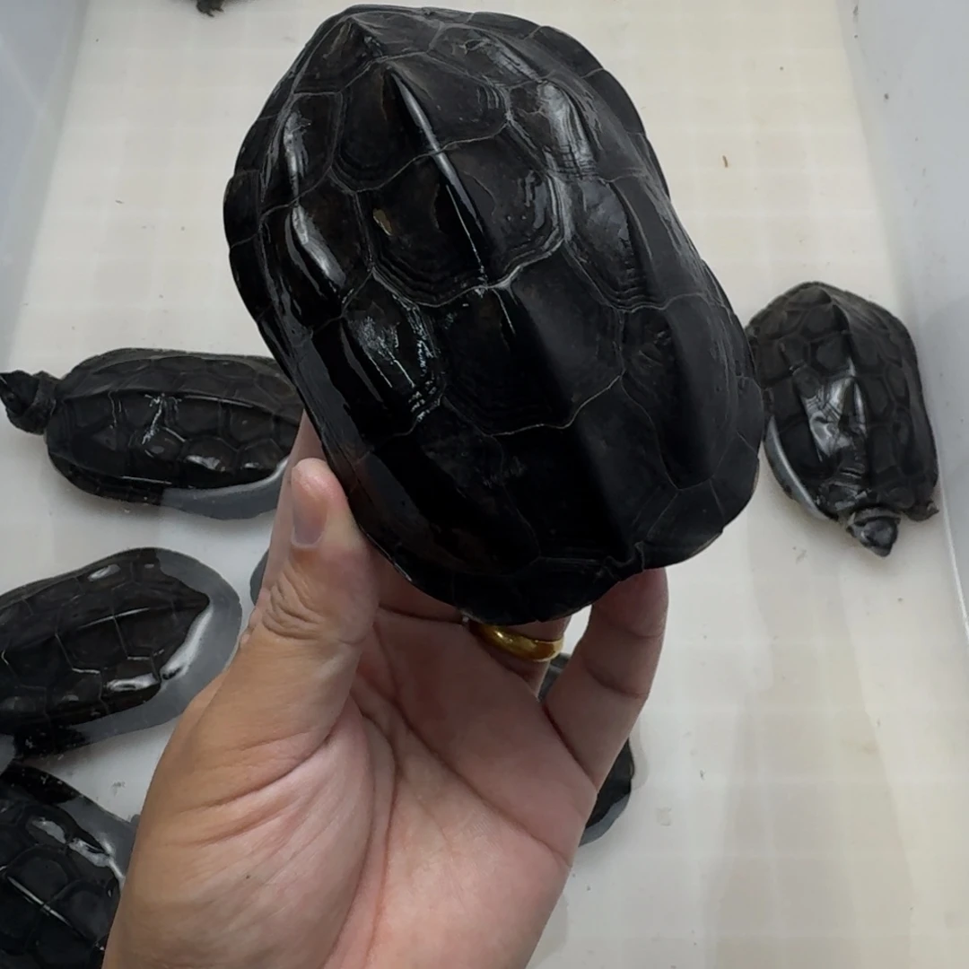 中华草龟公10年碳墨