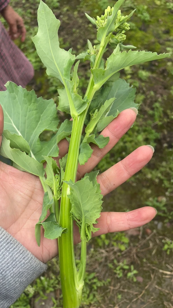 四川峨眉山 白油菜苔 赶集新鲜采摘生鲜
