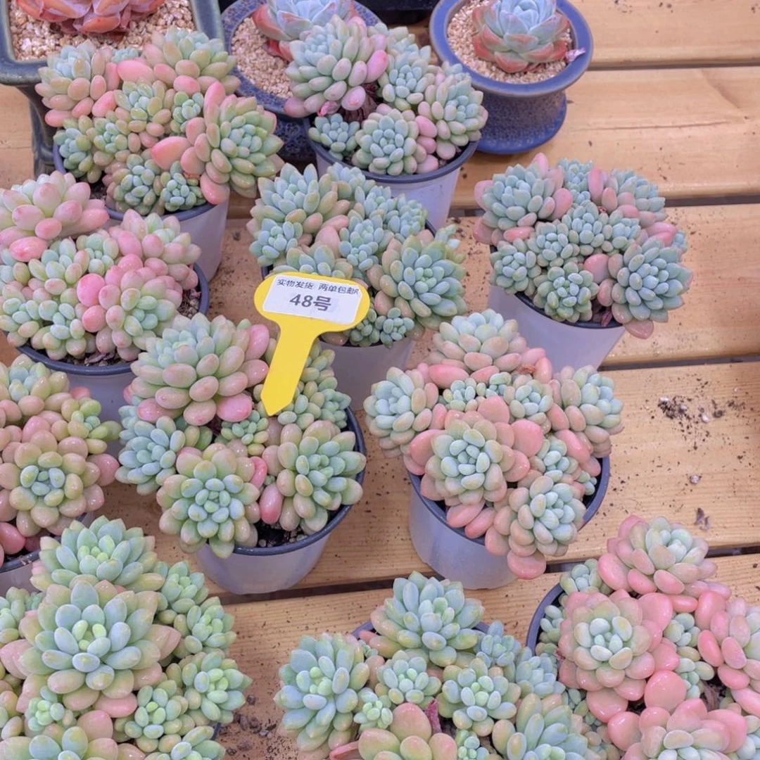 48号 鱼子酱多肉多头大群生一个