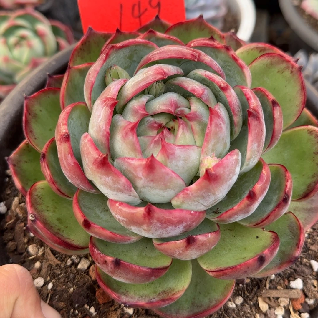 包子惊鸿一物一拍包装收缩花旱149