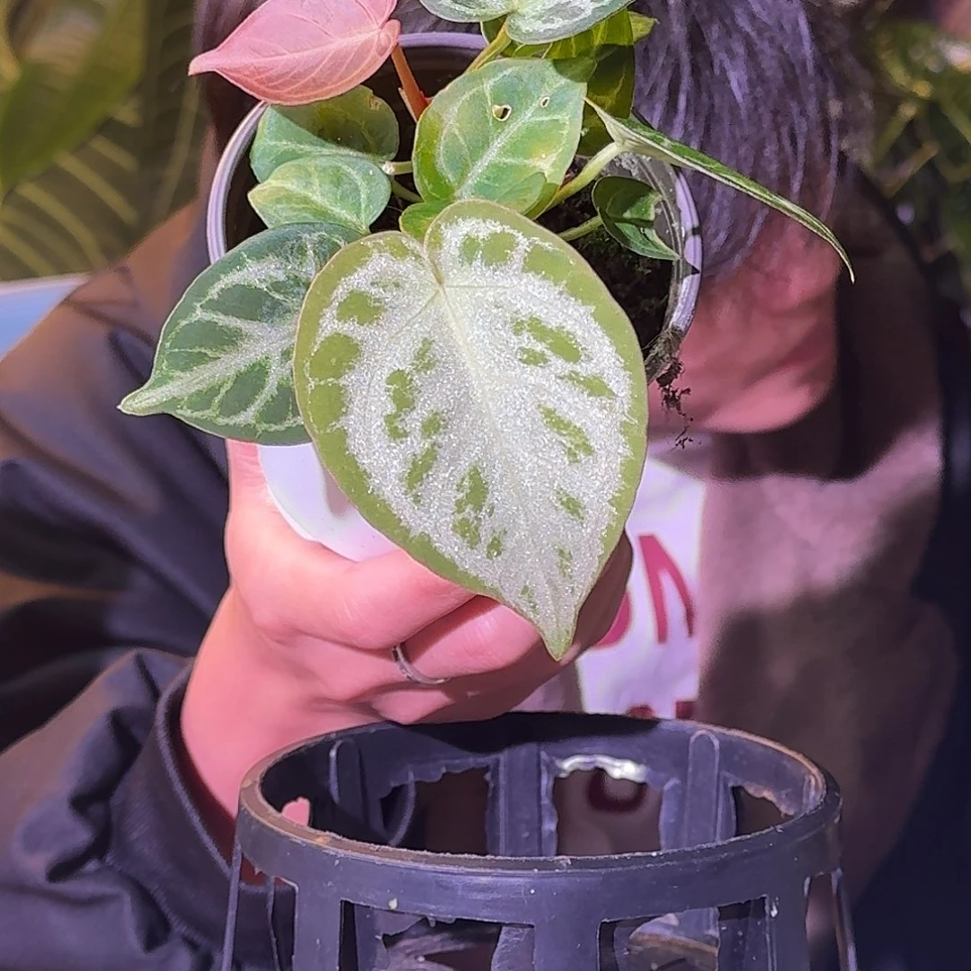 大部分花苞少量开放H378铜锣烧