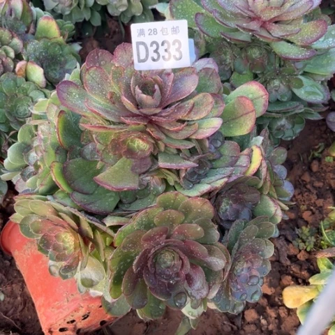 333万圣节不包断枝