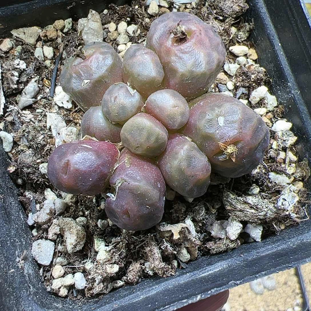 【闪购商品】252 秒