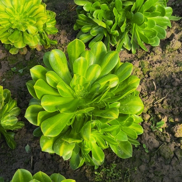 翡翠琉璃多肉植物捧花的