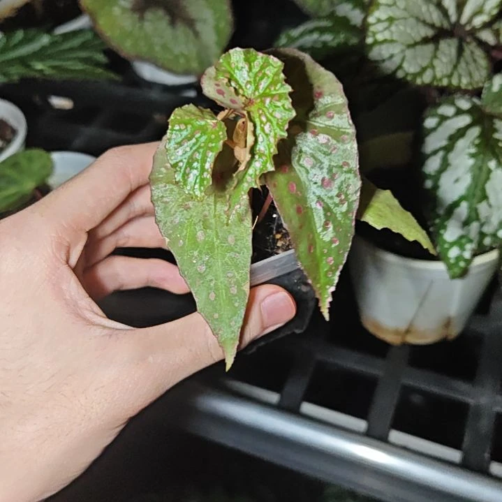 一***砸细叶粉点秋海棠一物一拍