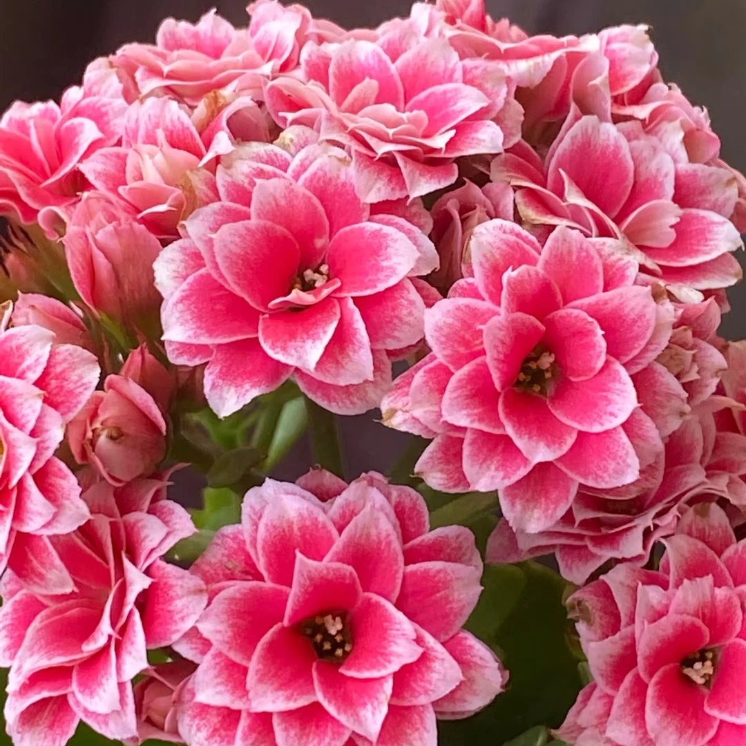 【圣诞之夜】重瓣大花长寿花带花苞