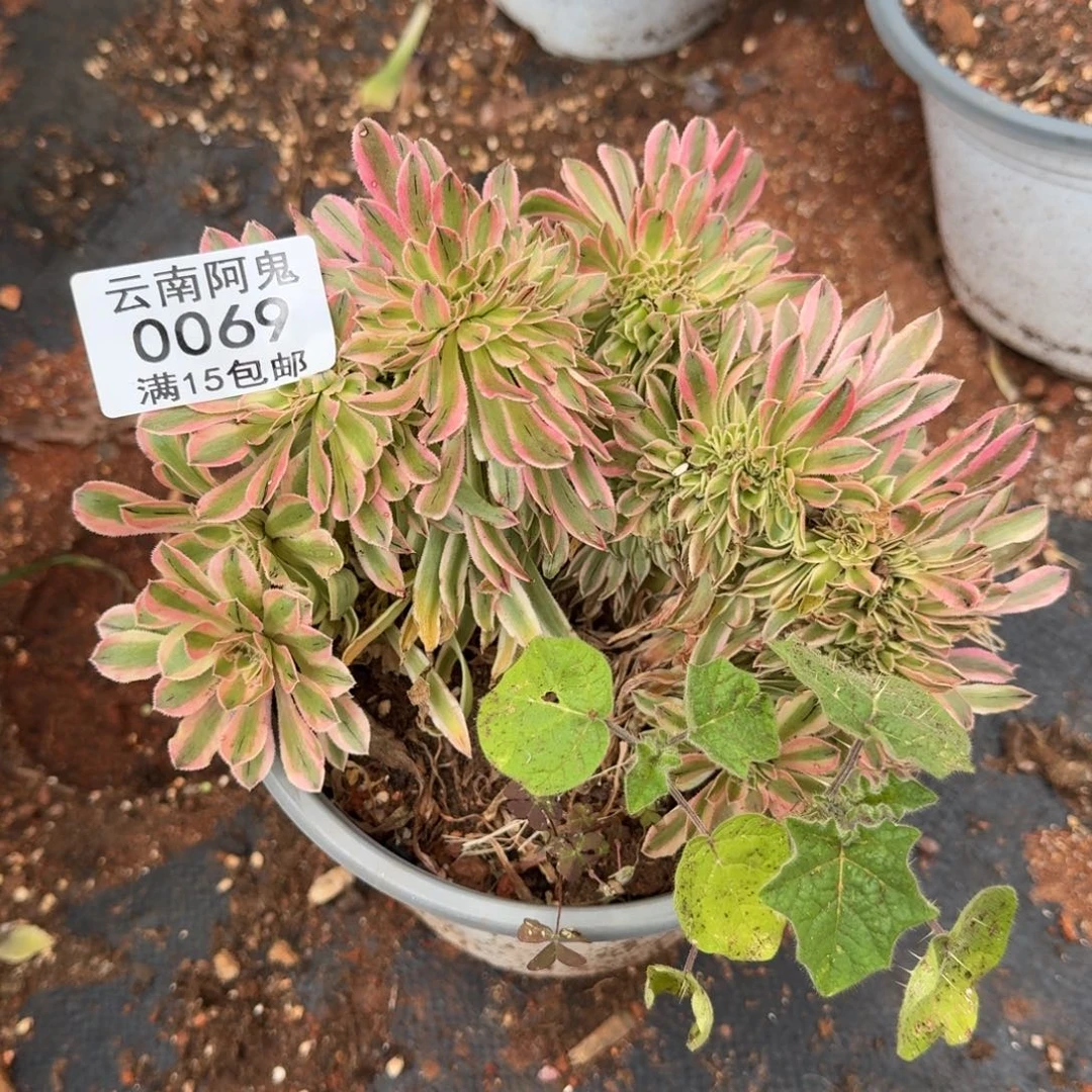 0069夕颜缀啊啊啊啊啊