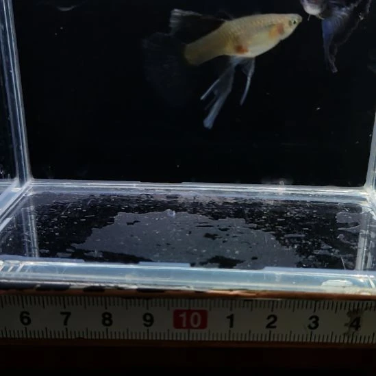 孔雀鱼精品莫蓝大c一对