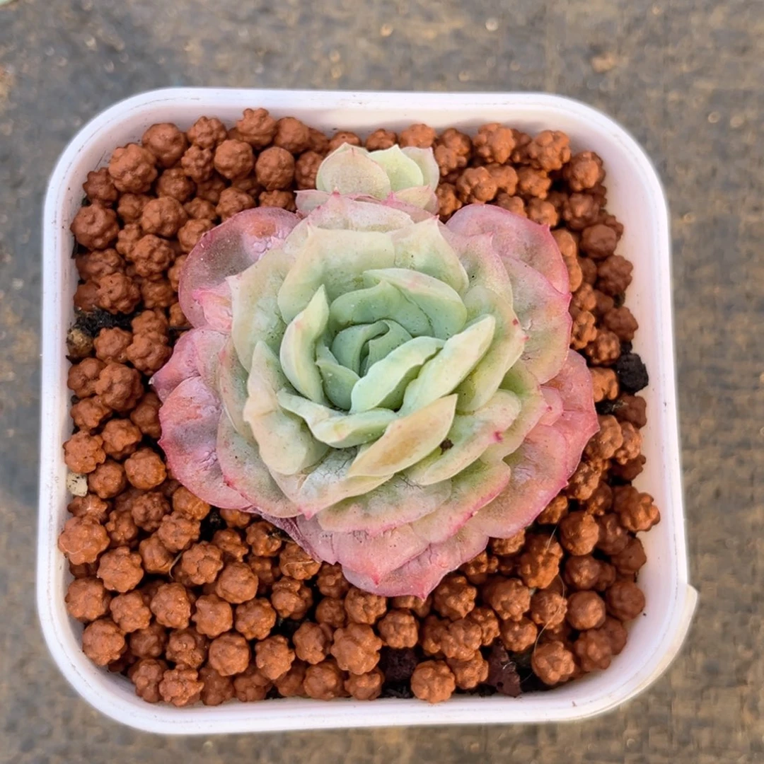 李*事1.20-4泡泡纱1111111