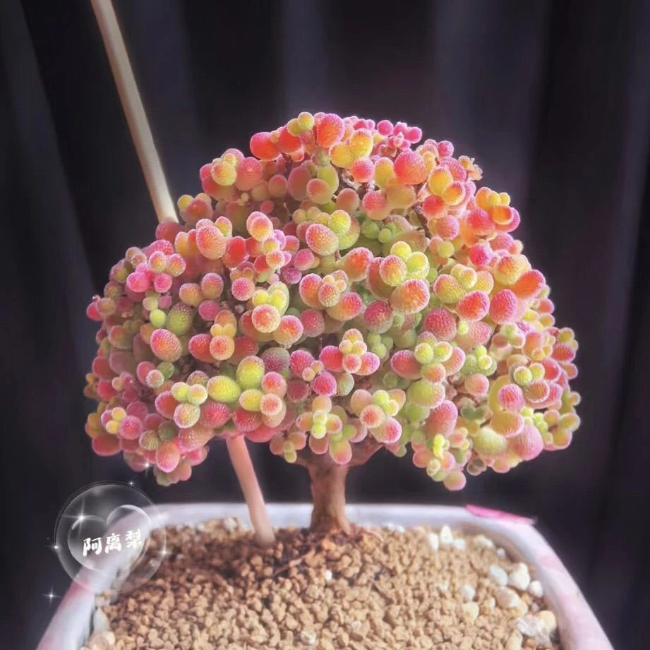 蜜橘糖球枝干番杏多肉植物冰晶绿植好养办公室阳台盆栽