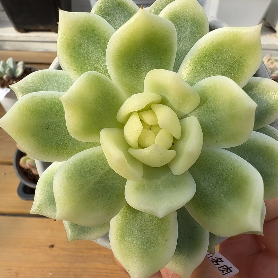 霜花111111123-193