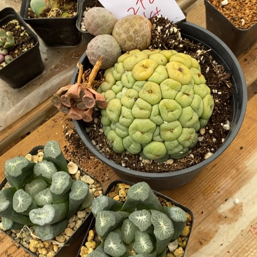 五**骨1850一组5颗一组