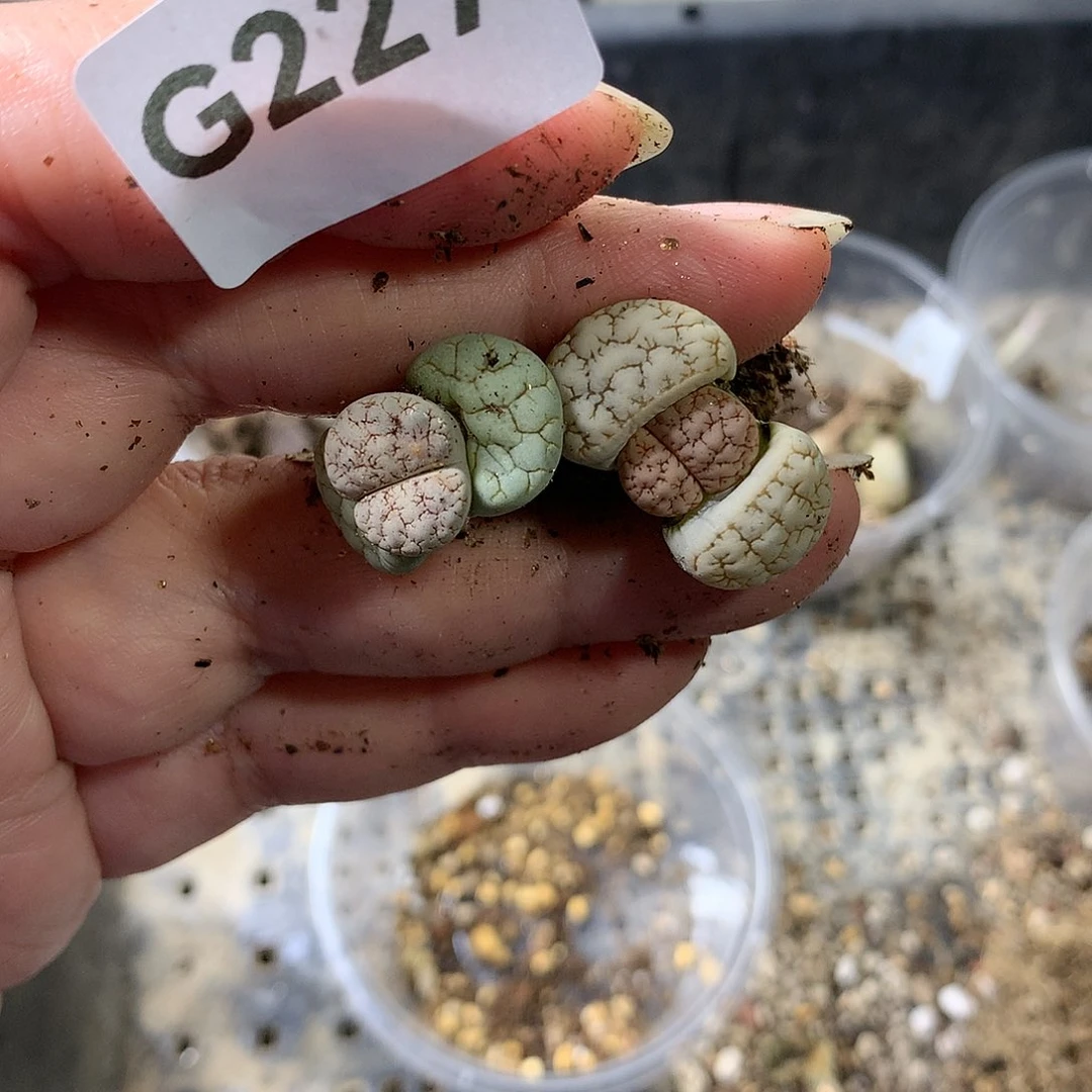 咸*圈G227多肉植物