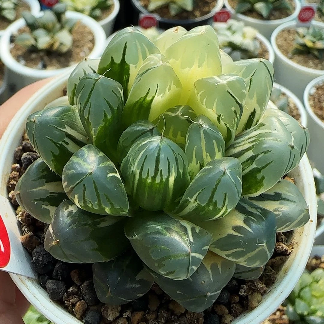 303号实生玉露锦一物一拍带盆土