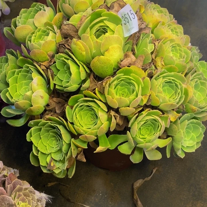 圣罗兰多肉断头不包3515