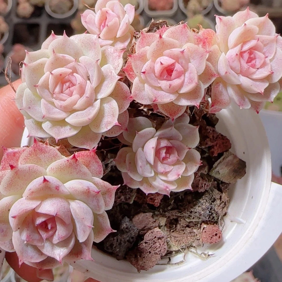 花语多肉1216-201散