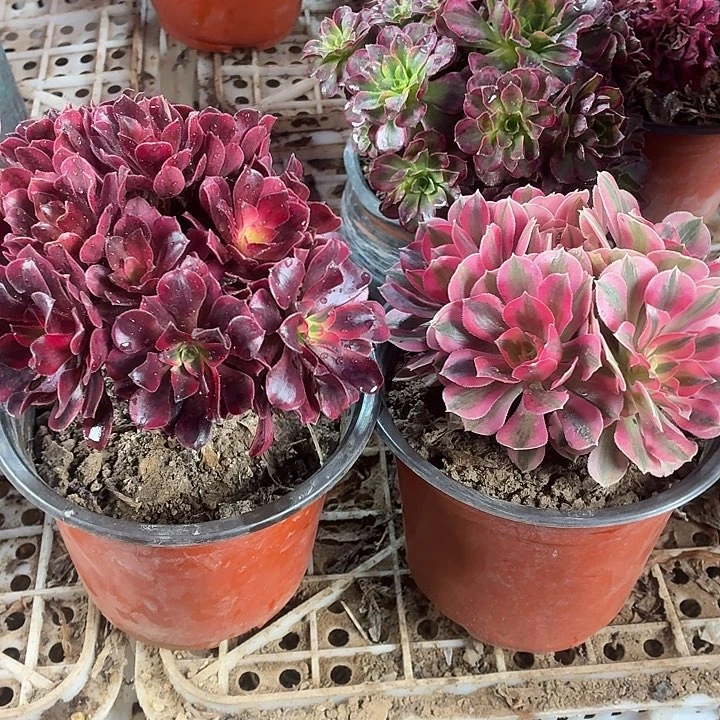 小美杜莎+小粉女巫拼单