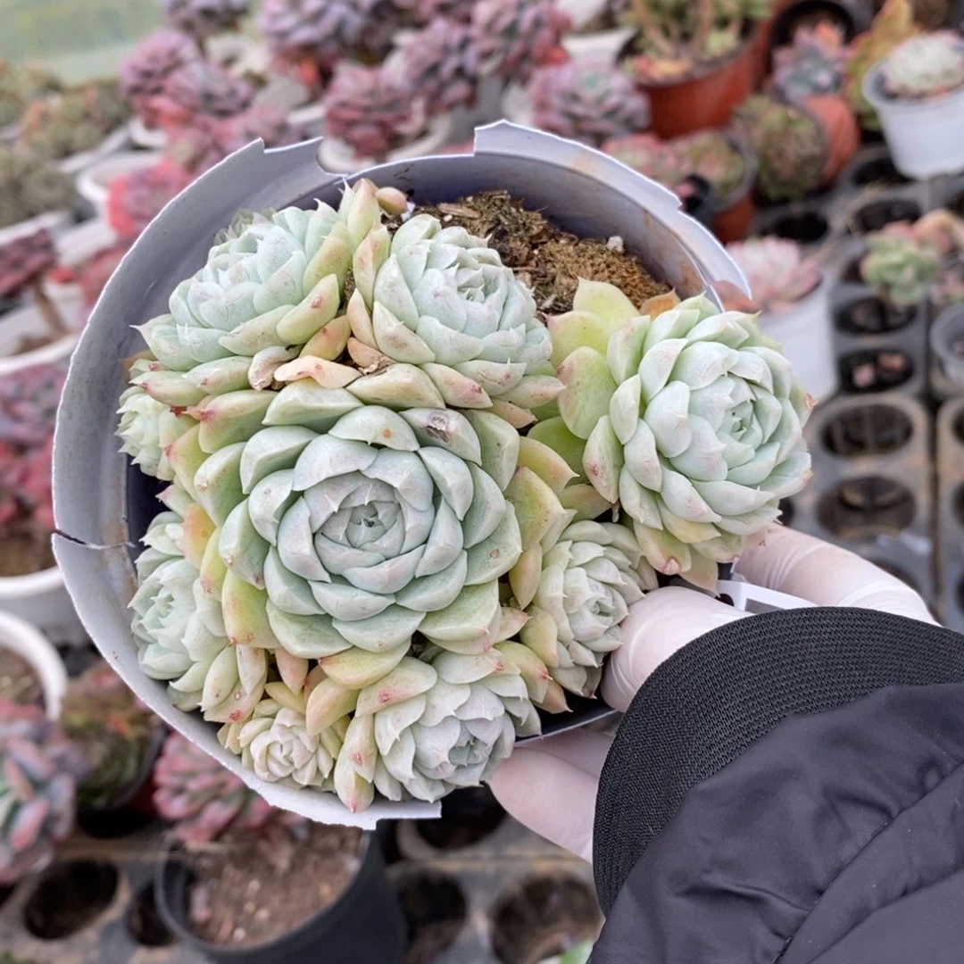 4679不知名一物一拍