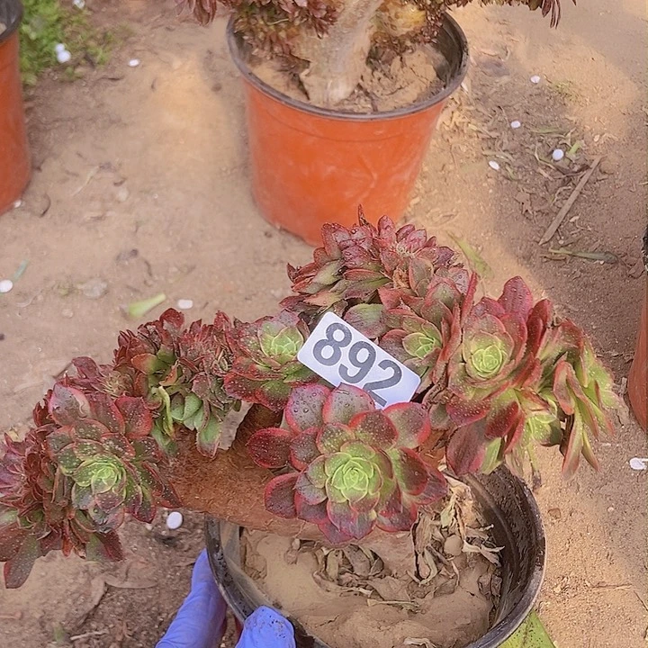 892万黄缀化老板子