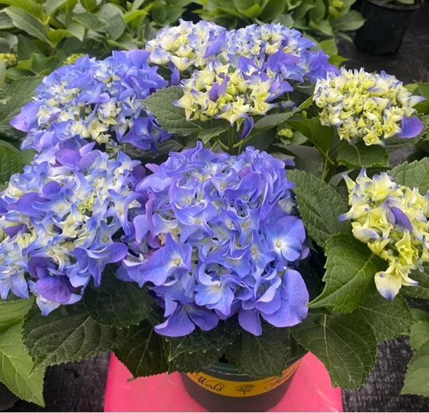 大花绣球 盆栽（云南基地直发）