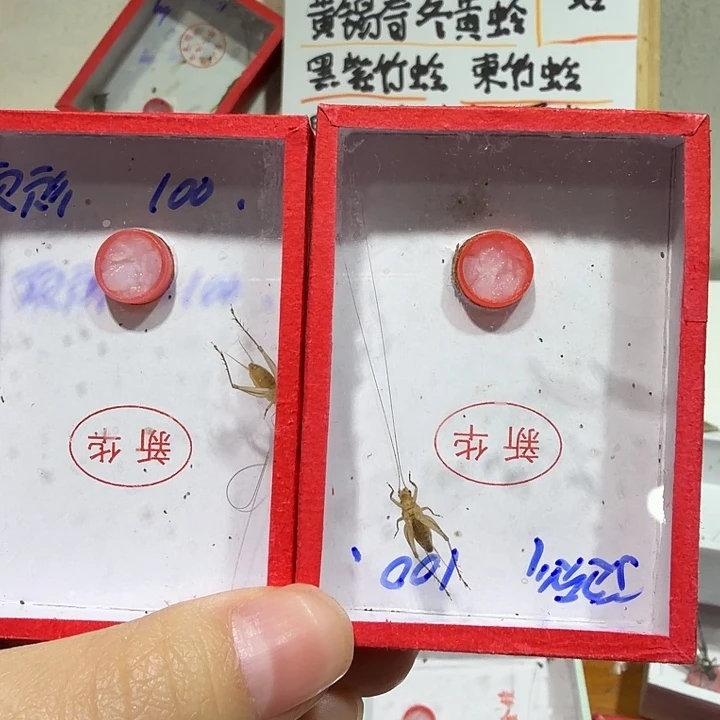 蟋蟀新华冬黄蛉两条