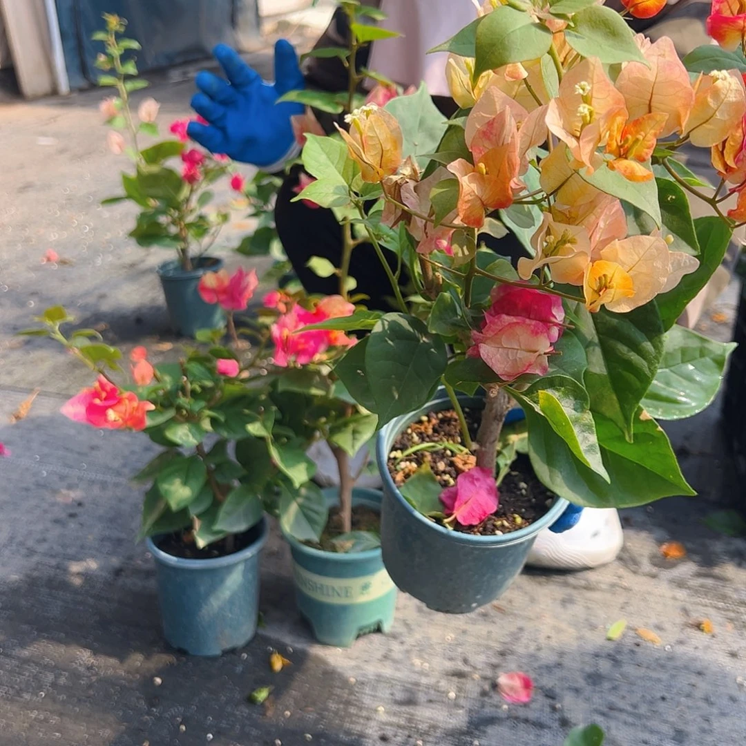 大部分花苞少量开放哪吒掌中宝一颗